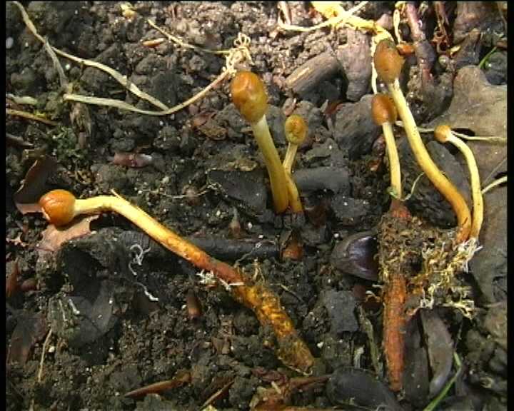 Cordyceps gracilis   4  Giugno  2004